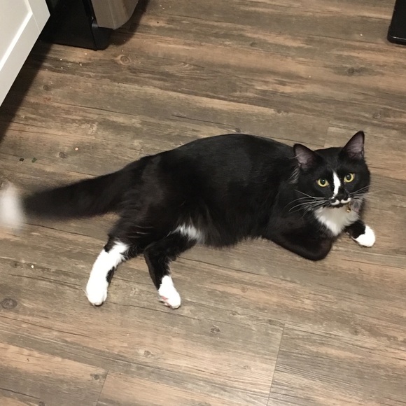 Meet your Posher, Rita - Picture 4 of 7